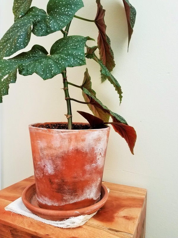 Potted Plant Polka Dot Begonia Distressed Terracotta Patina Aged Pot