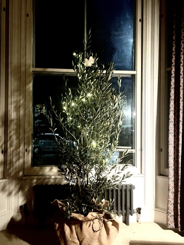 Potted Tree Hessian Wrap String Lights Rustic Mediterranean
