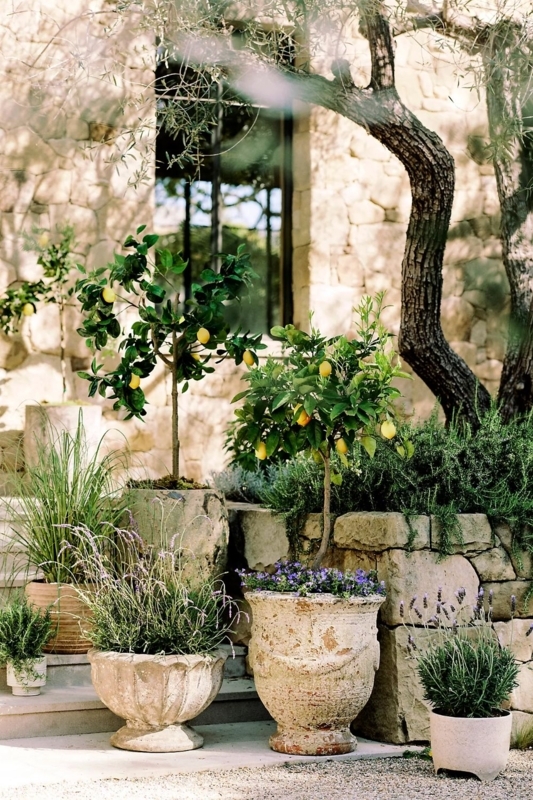 Weathered Stone Garden Planters with Citrus Trees on Rustic Patio