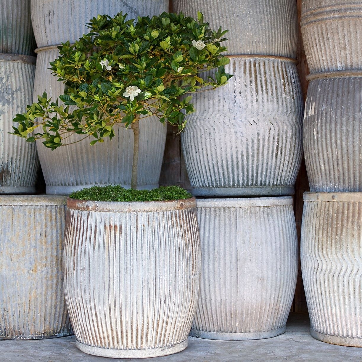 Large Metal Planters - Designer Picks | Foter